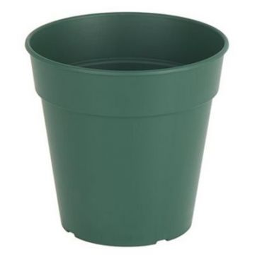 Ghiveci de productie Madagascar 7,5cm, culoarea verde inchis