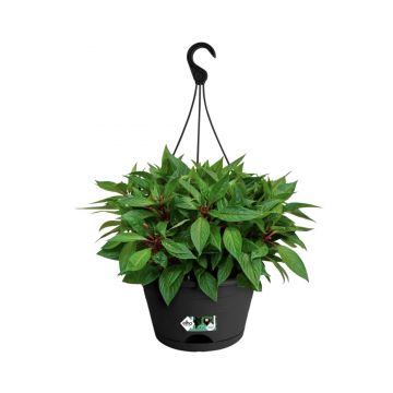 green basics hanging basket 28cm living black