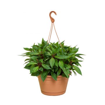green basics hanging basket 28cm mild terra