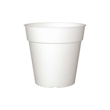 Set 12 ghiveci de productie pentru orhidee Madagascar, 21cm, culoare transparent