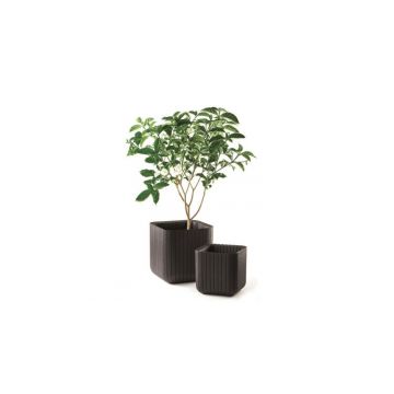 Ghiveci Cube Planter M Maro-Auriu
